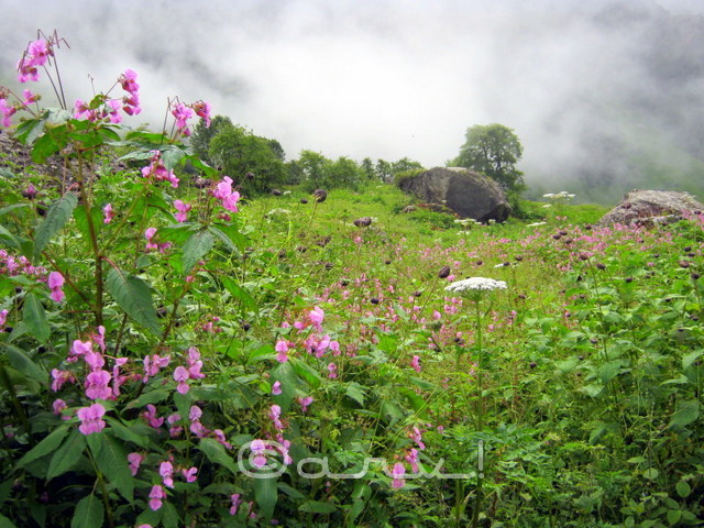 pictures-from-valley-of-flowers-trek-arv