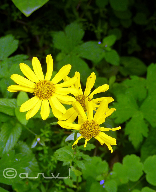 blog-valley-of-flowers-trek-picture-of-yellow-flower
