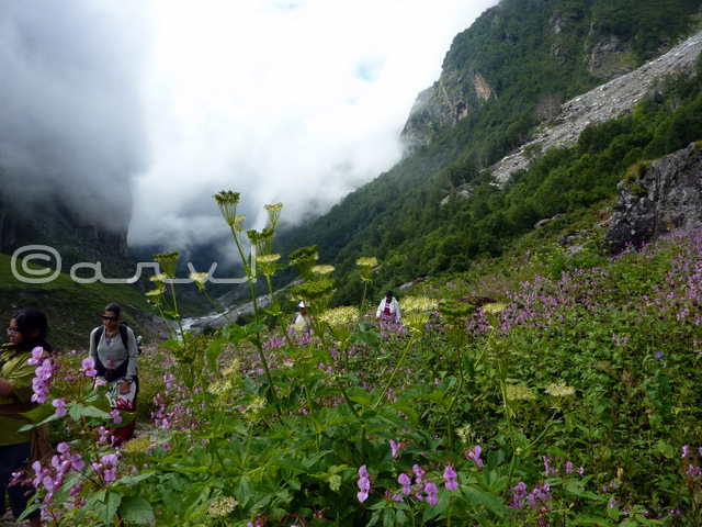 trekkers-in-valley-of-flowers-trek-blog-guide-difficulty-level