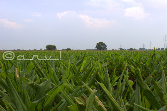 turmeric-crop-field-on-way-to-kota-rajasthan-nh52