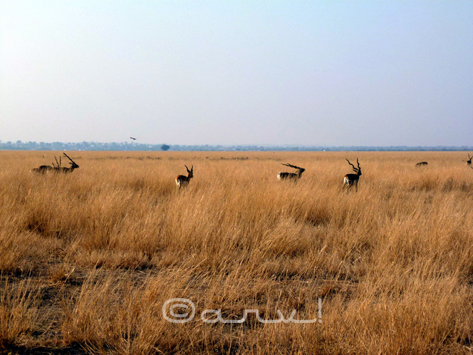 black bucks roaming free in Tal Chappar wildlife sanctuary