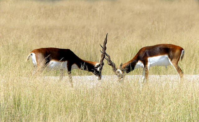 Black Bucks fighting at tal chappar wildlife sanctuary