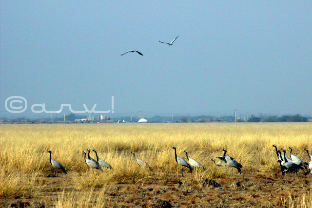 migratory-birds-demoiselle-cranes-at-tal-chapparwildlife-sanctuary-rajasthan