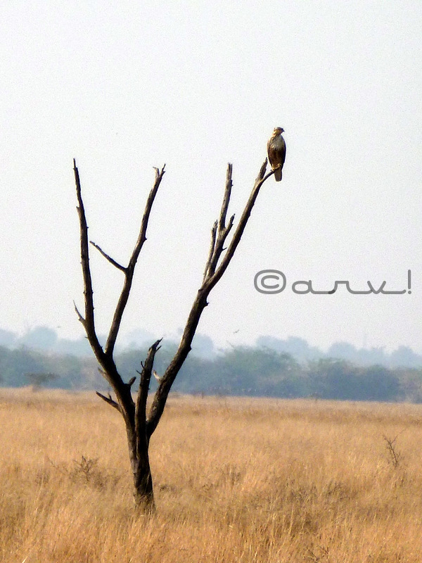 raptor bird falcon in Tal Chappar rajasthan