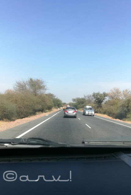 road-trip-to-tal-chappar-wild-life-santuary-black-bucks