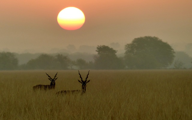Sunrise black bucks tal chappar wildlife sanctuary